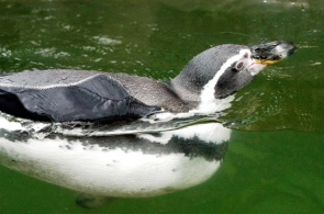 Nadále podporujeme tučňáka Humboldtova ze ZOO v Liberci Nadále podporujeme tučňáka Humboldtova ze ZOO v Liberci